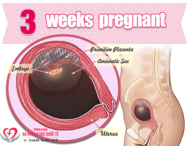 Thai 3 tuần đã vào tử cung chưa