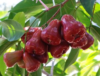 an-sung-co-tac-dung-gi-ba-bau-an-sung-co-tot-khong