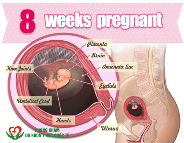 Kích thước thai 8 tuần