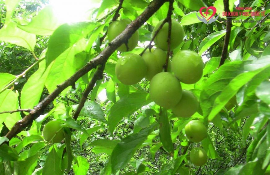 qua-mo-xanh-an-duoc-khong